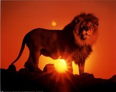 leo1