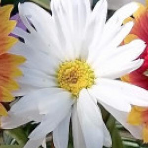 Изображение профиля Viktoria Shkirando