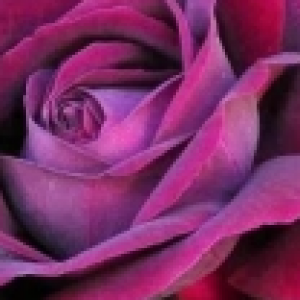 Изображение профиля Evgeniia Владимировна