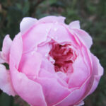 Изображение профиля Ekaterina Utochkina