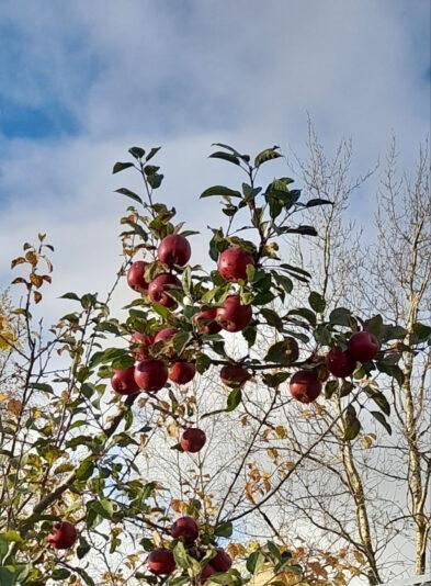 AD0DF449-D52C-4424-BB91-9E0E41E19B11