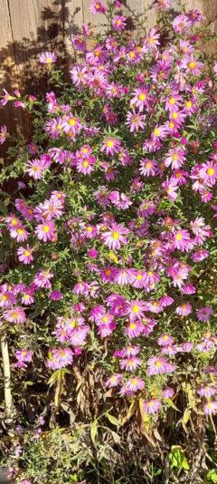 5098414F-8063-4ABC-BCEE-9F16F6ED940D