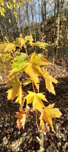 AD6C5C4C-7063-45BC-BF07-C4541D7DC018