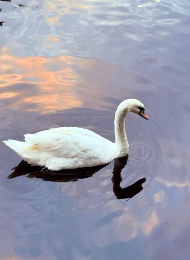 386CD9A6-5D78-4C62-945C-033C48F462A5