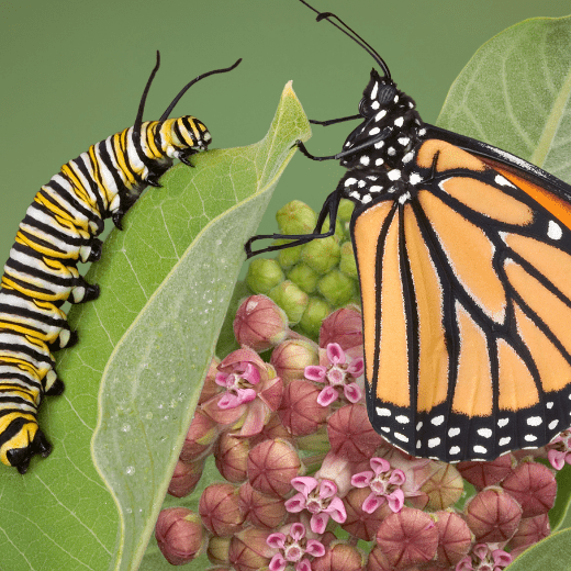Две концепции перехода в 5D реальность. Метафора гусеницы и бабочки